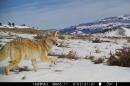 a coyote walks through snow